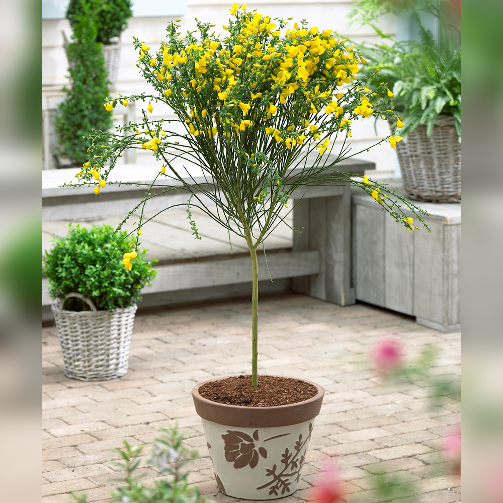 Cytisus Patio Tree