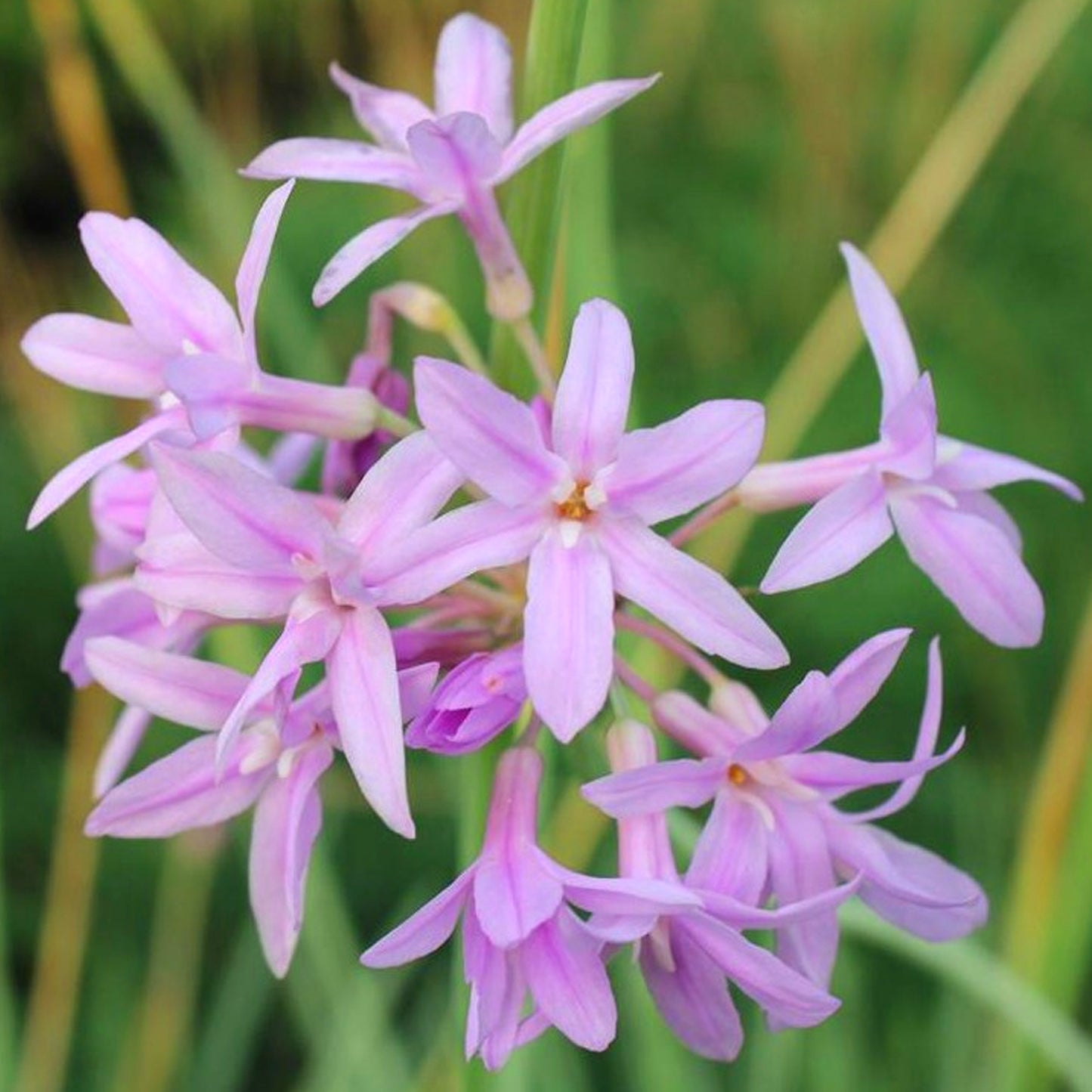 Tulbaghia Silver Lace