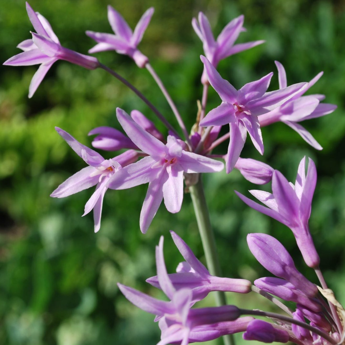 Tulbaghia Silver Lace