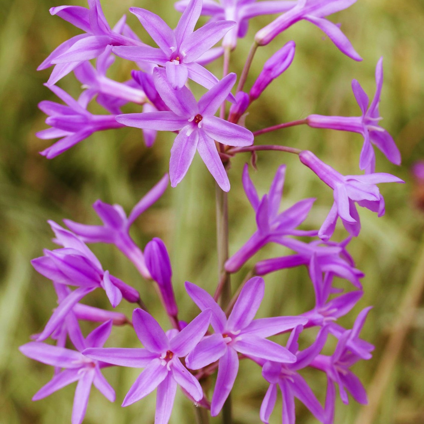 Tulbaghia Silver Lace