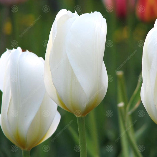 Tulips White Emperor -MASTER-