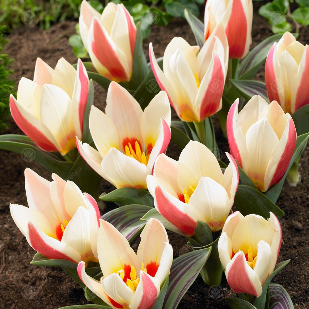 Tulips Authority -MASTER-