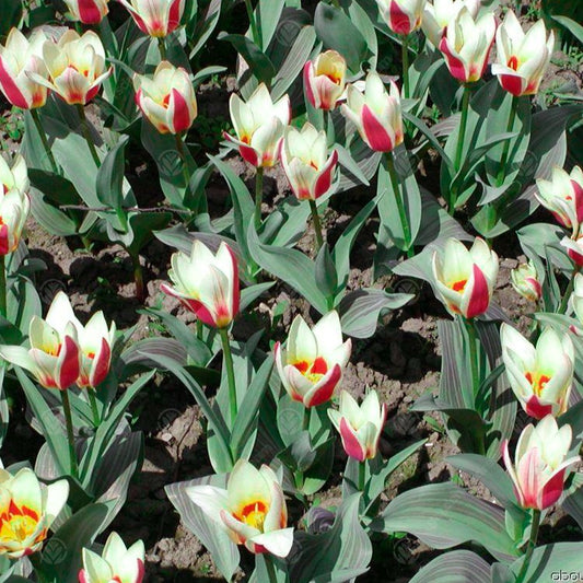 Tulips Authority -MASTER-