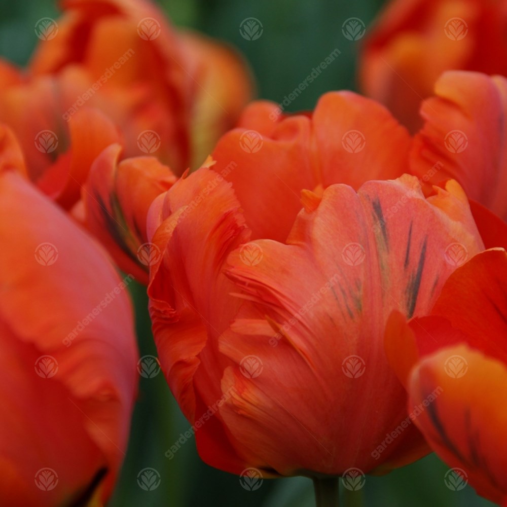 Tulips Flower Power -MASTER-