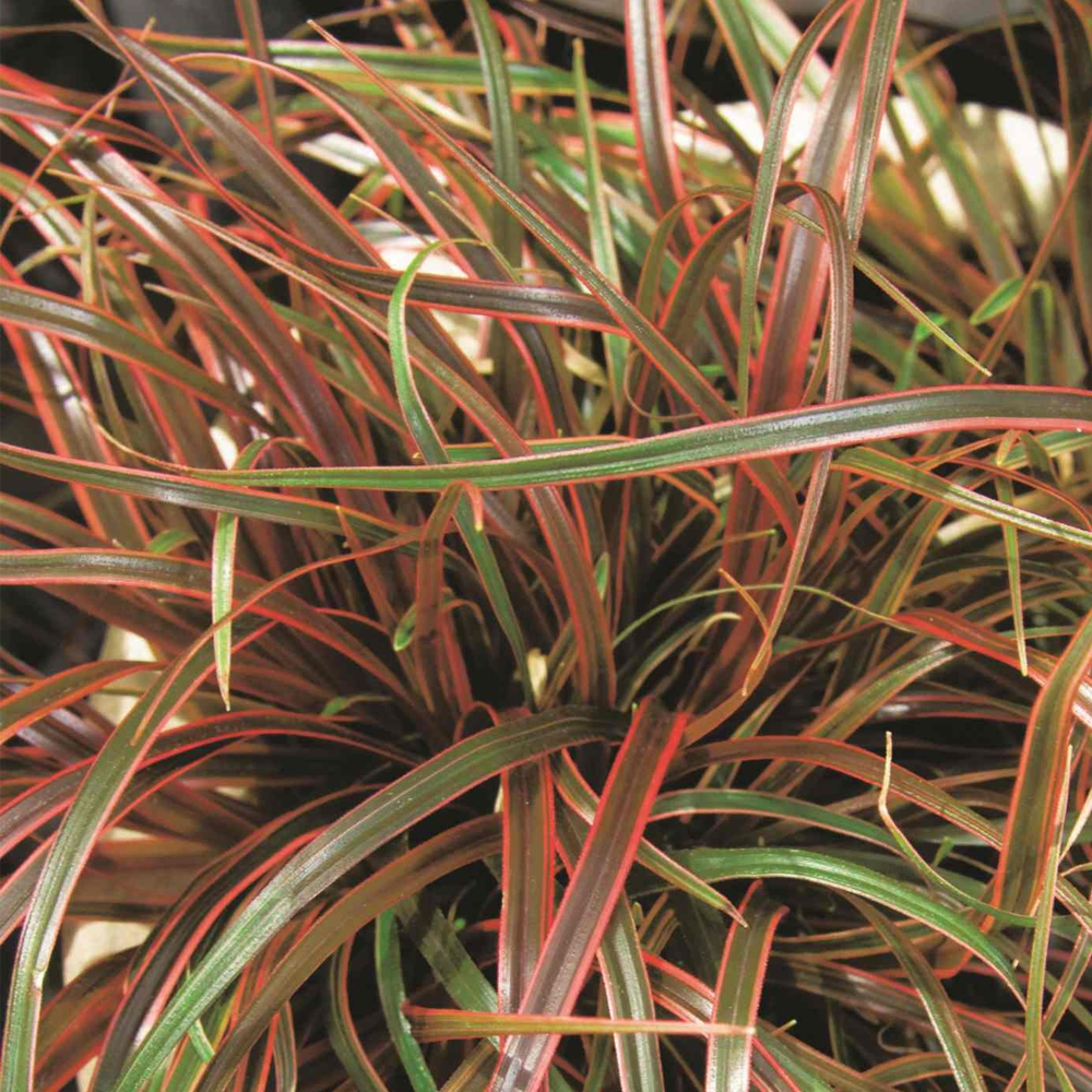 Uncinia Everflame (9cm)