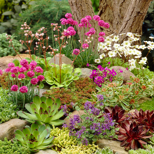 Alpine Mix