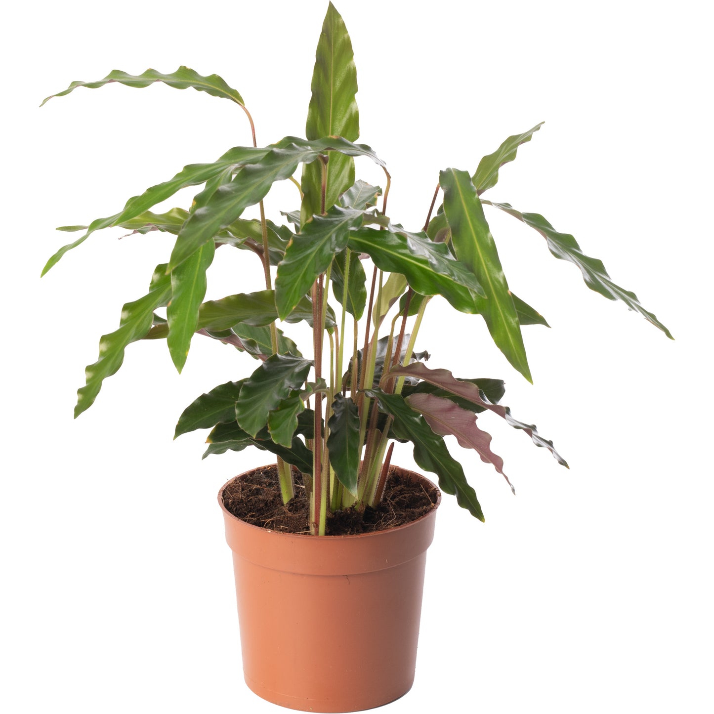 Calathea Elgergrass (Master)