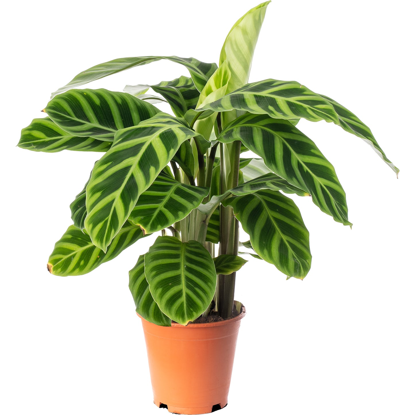 Calathea Zebrina (Master)