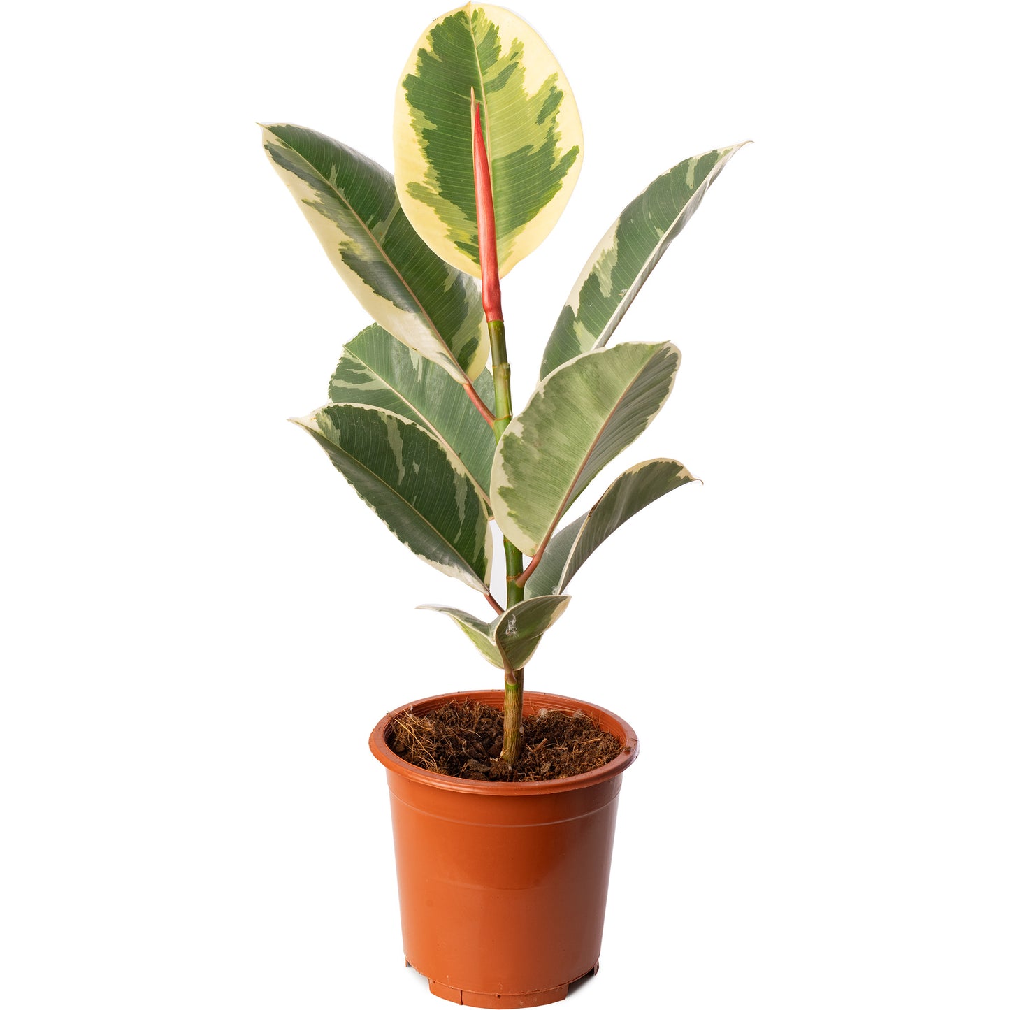 Ficus Tineke (Master)