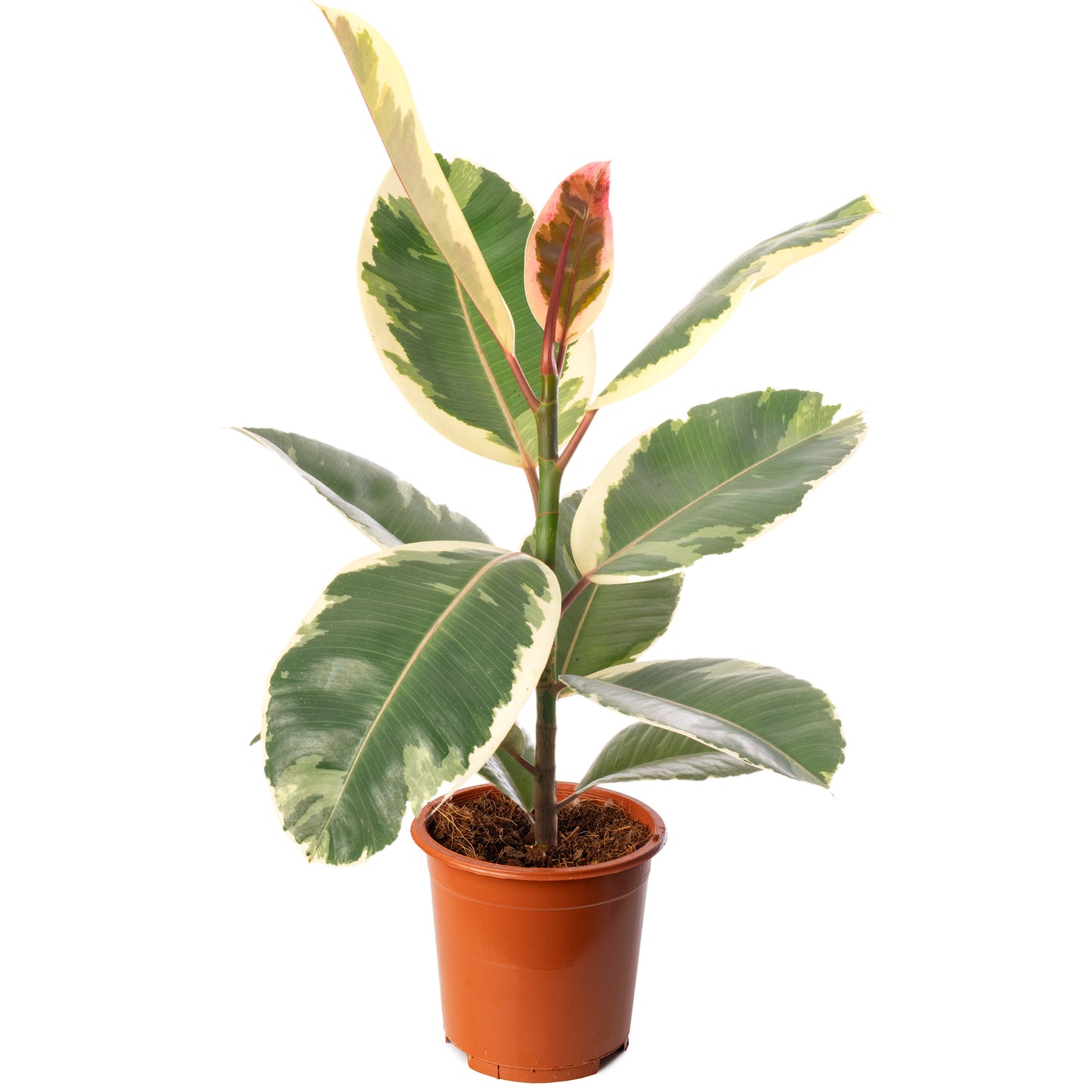 Ficus Tineke (Master)