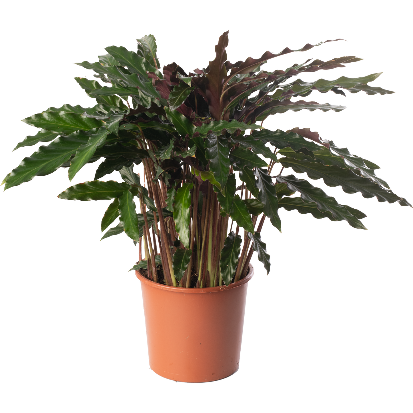 Calathea Elgergrass (Master)