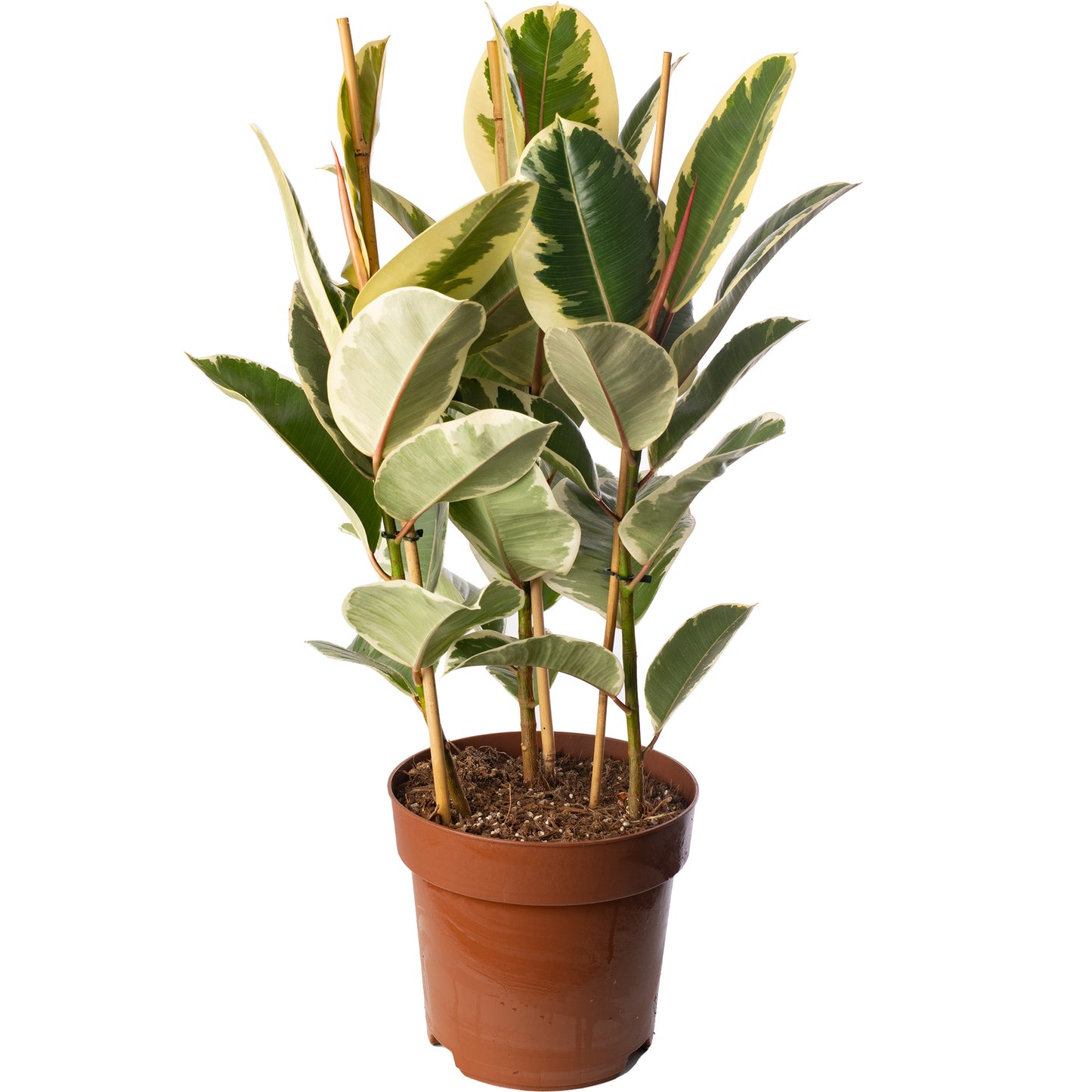 Ficus Tineke (Master)