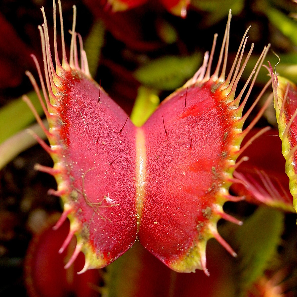 Venus Flytrap (9cm) (2 Plants) Amazon Only