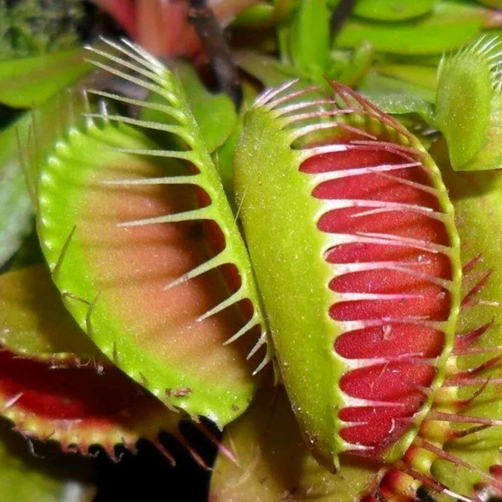 Venus Flytrap (9cm) (2 Plants) Amazon Only