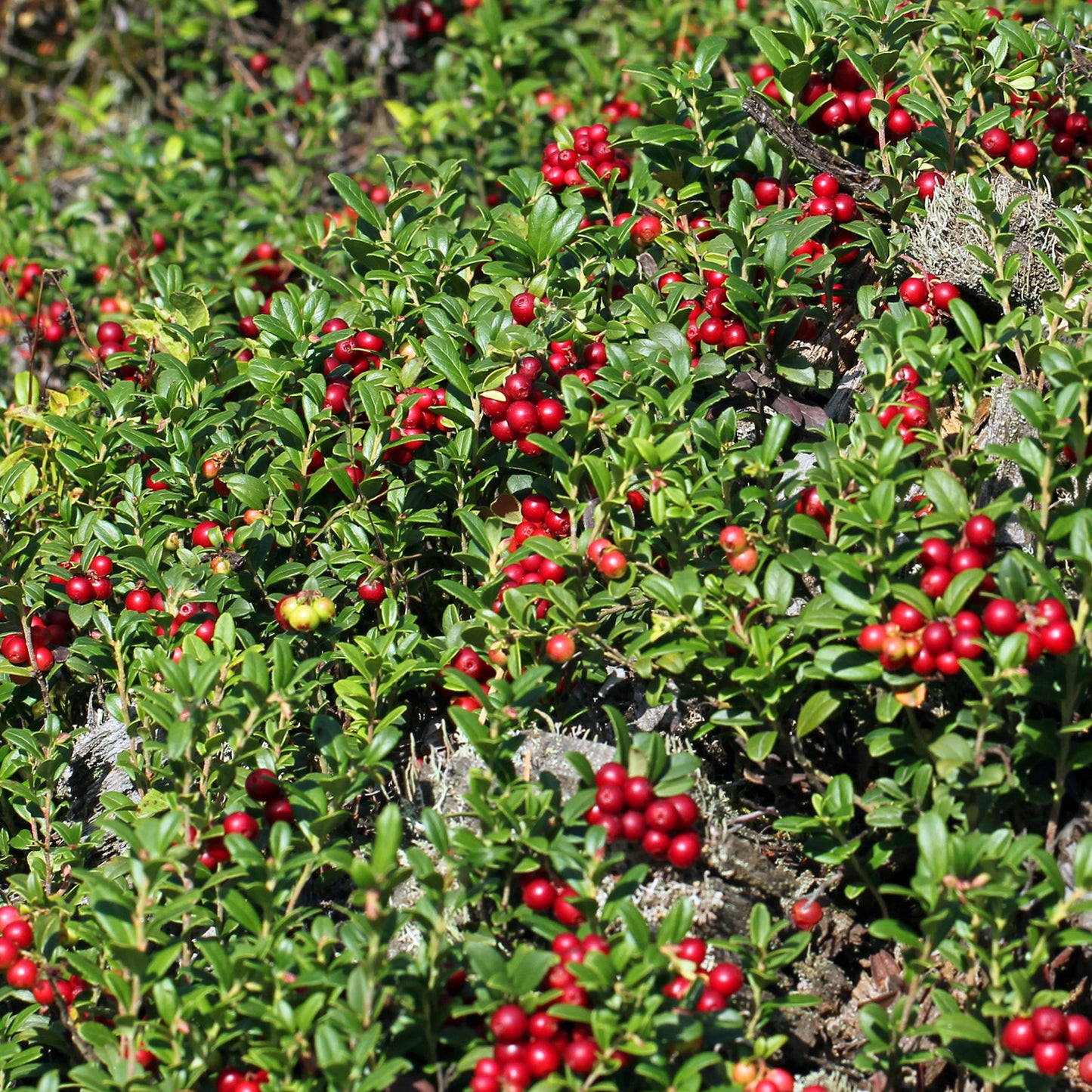 Cranberry Langlois