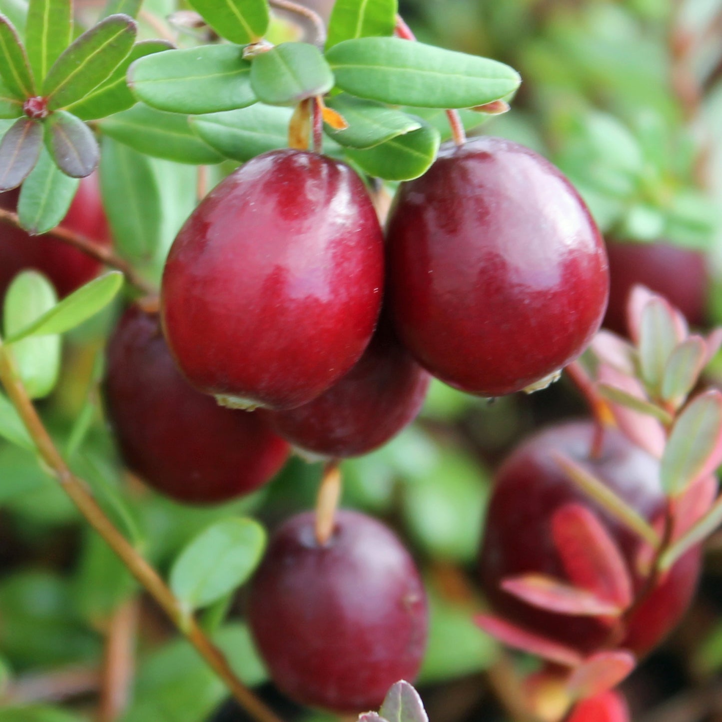 Cranberry Langlois