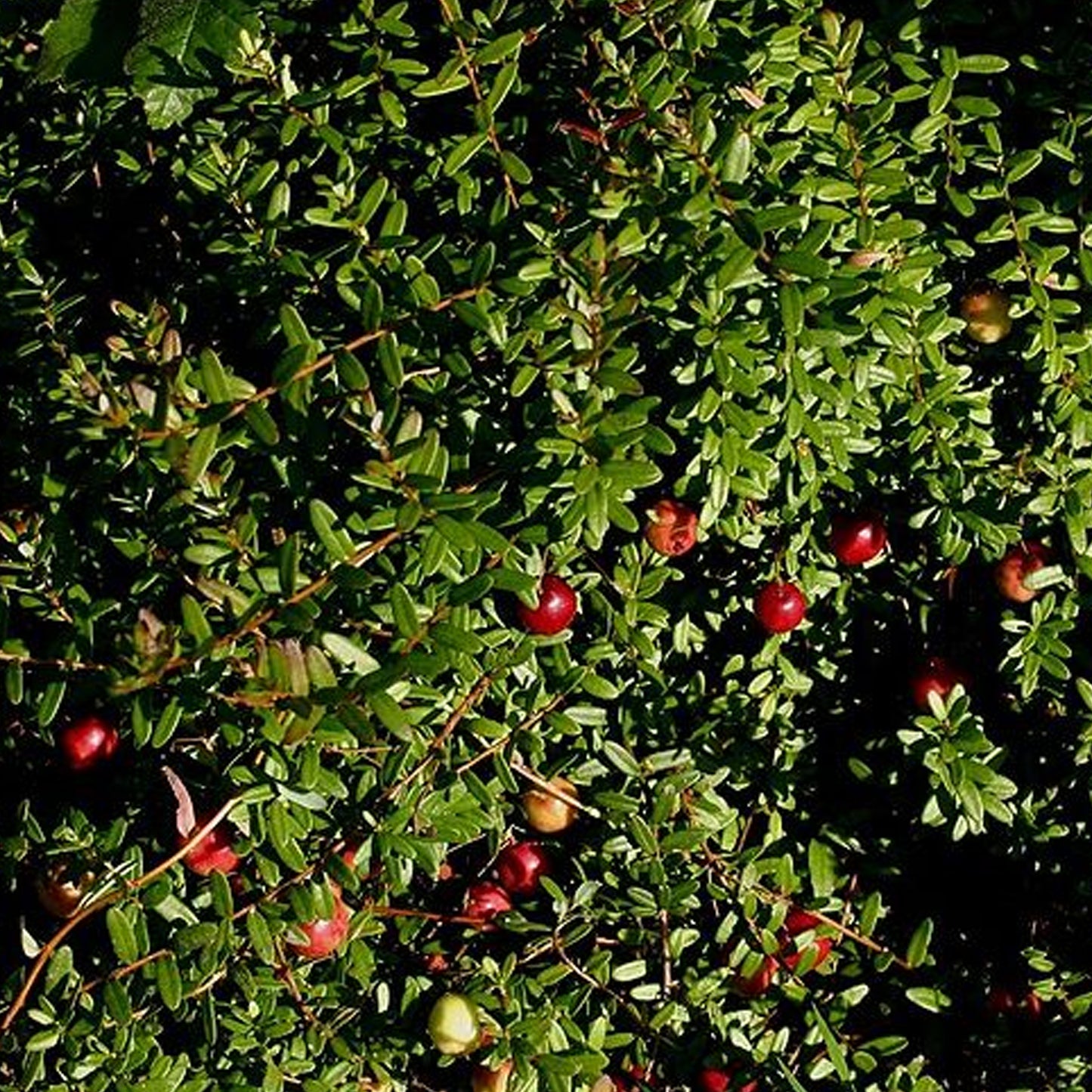 Cranberry Langlois