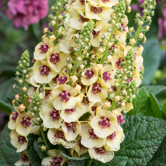 Verbascum Dark Eyes