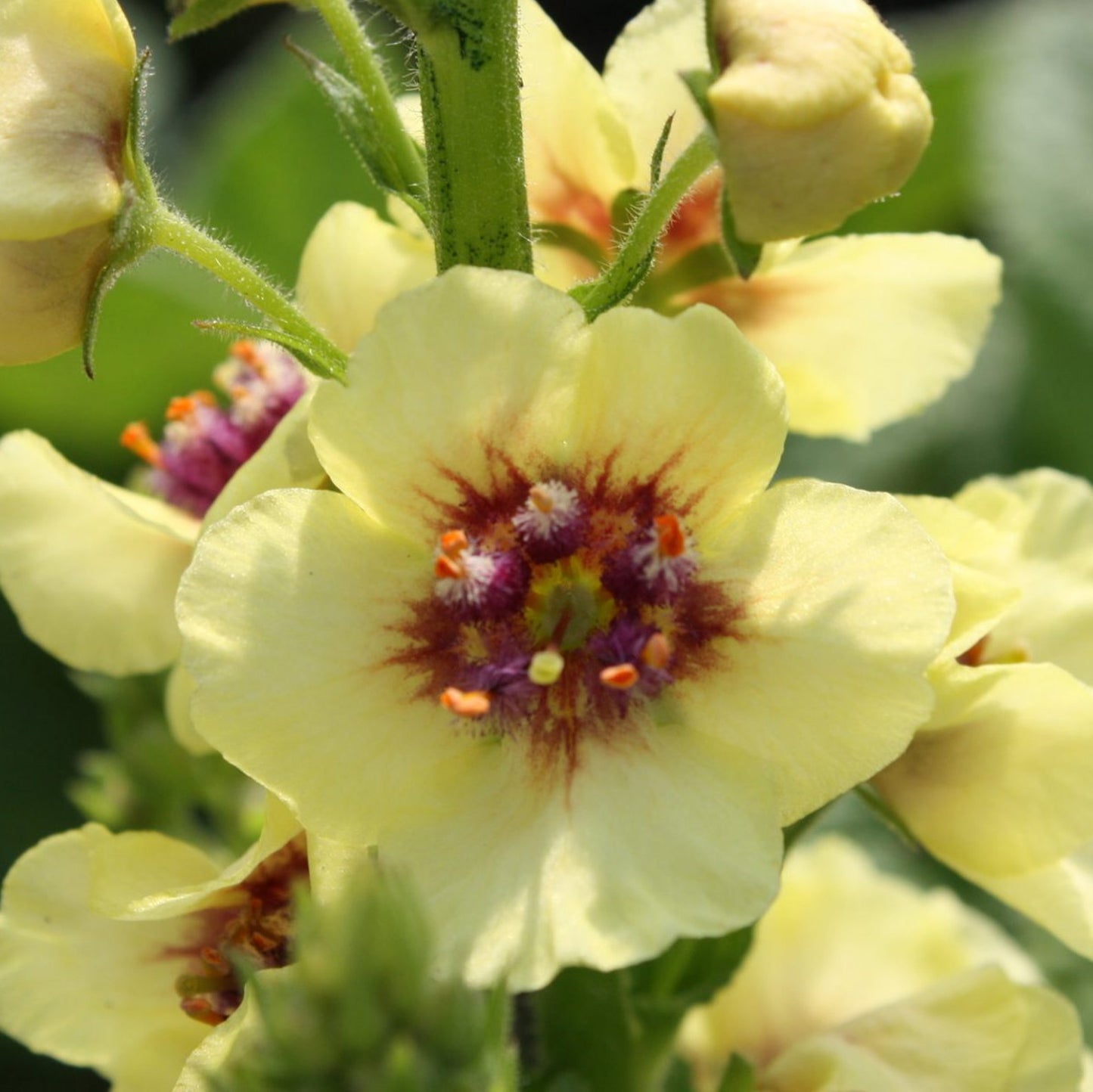 Verbascum Dark Eyes