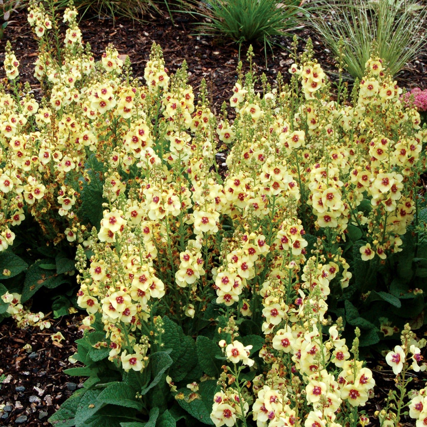 Verbascum Dark Eyes