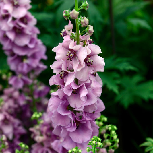 Verbascum Lavender Lass