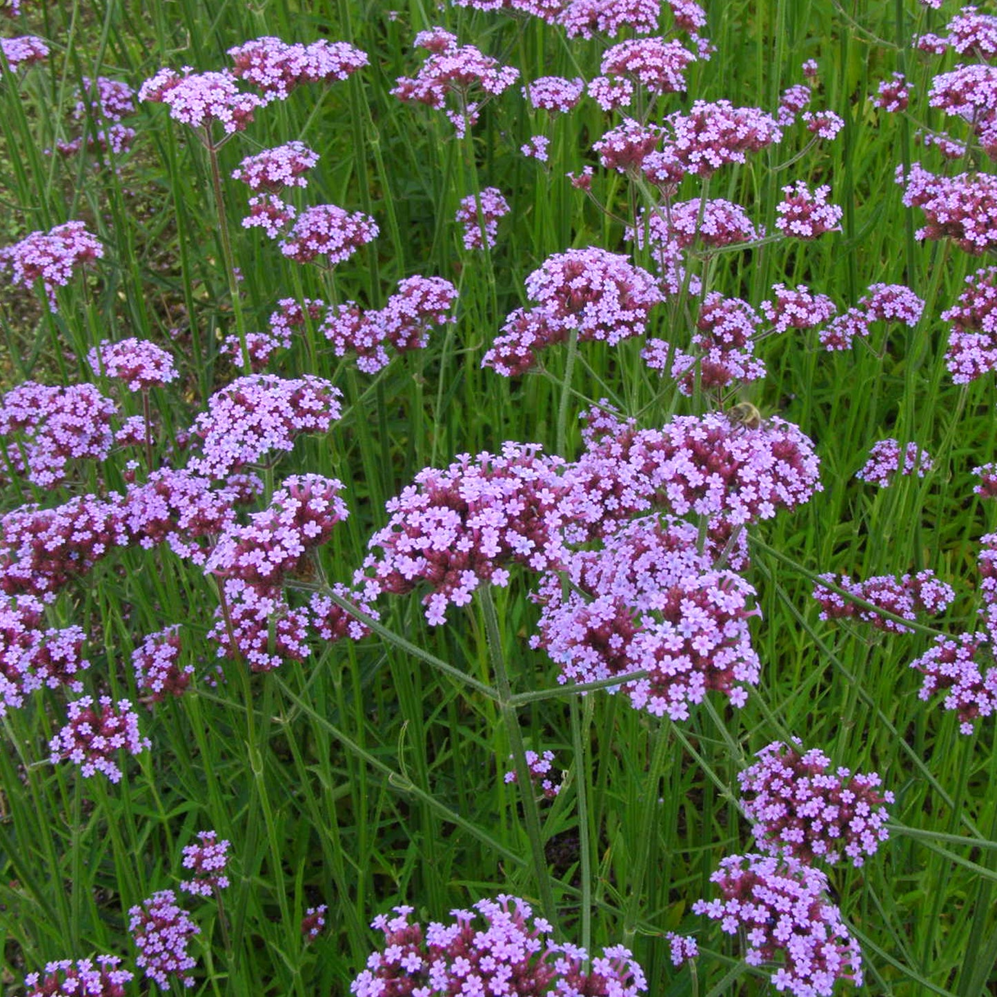 Verbena Bonariensis