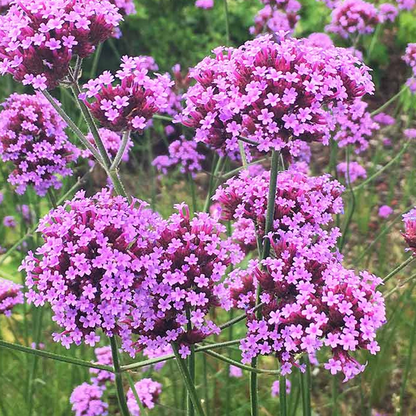 Verbena Bonariensis