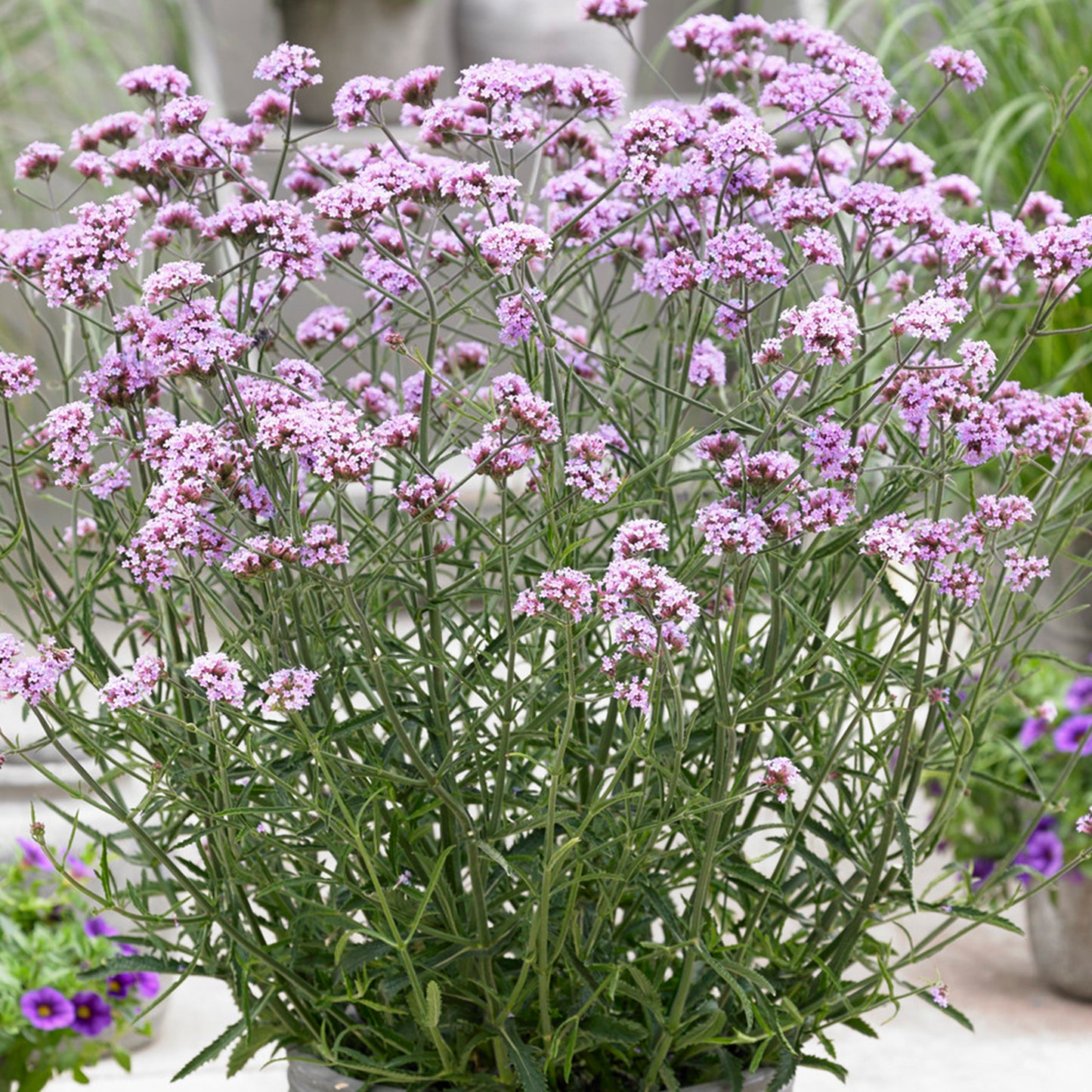 Verbena Lollipop