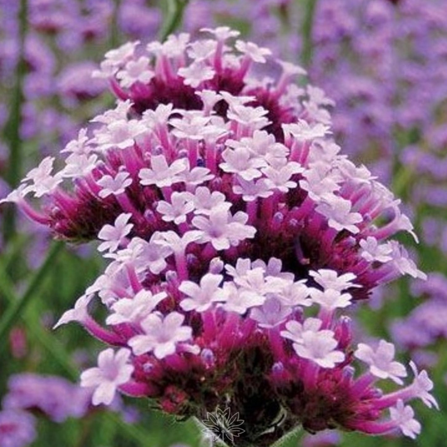 Verbena Lollipop