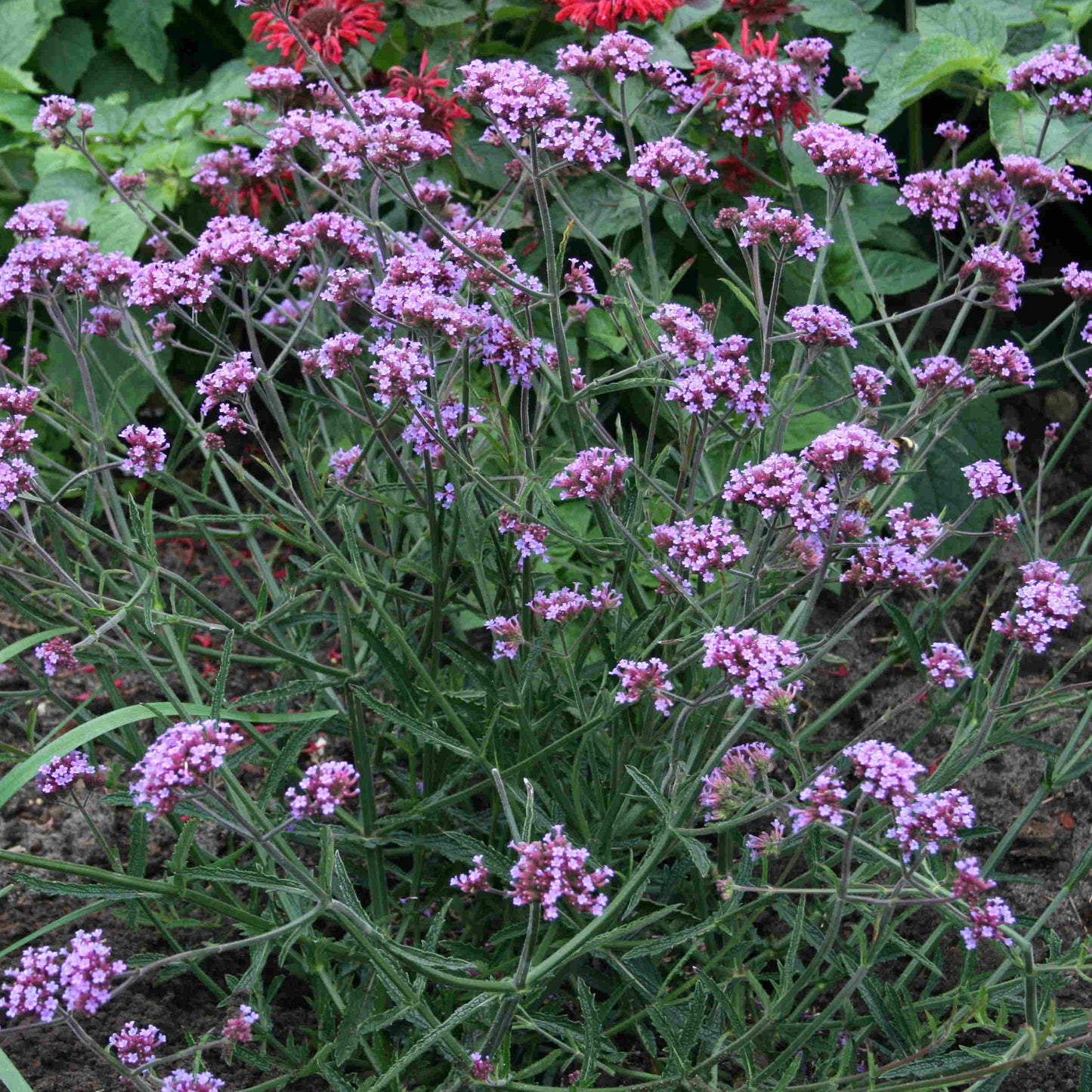 Verbena Lollipop