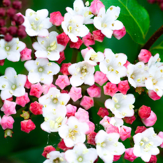 Viburnum Tinus