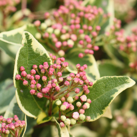 Viburnum Variegatum