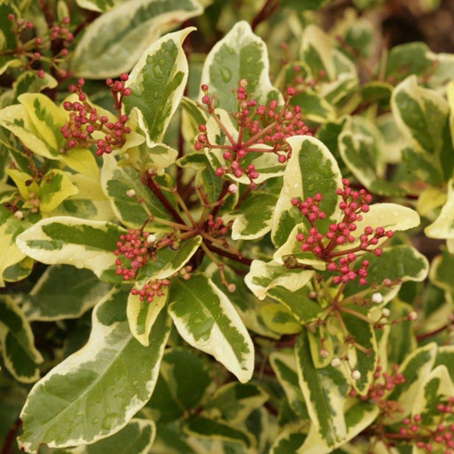 Viburnum Variegatum