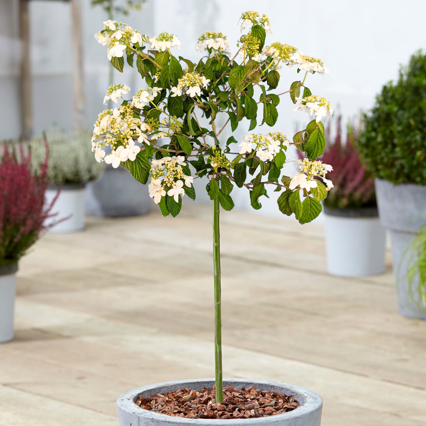 Viburnum Watanabe Tree