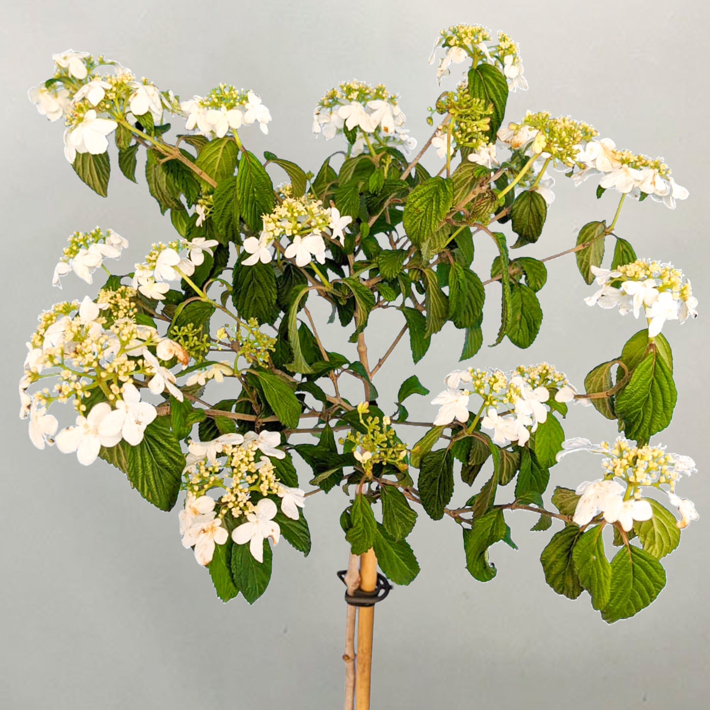 Viburnum Watanabe Tree