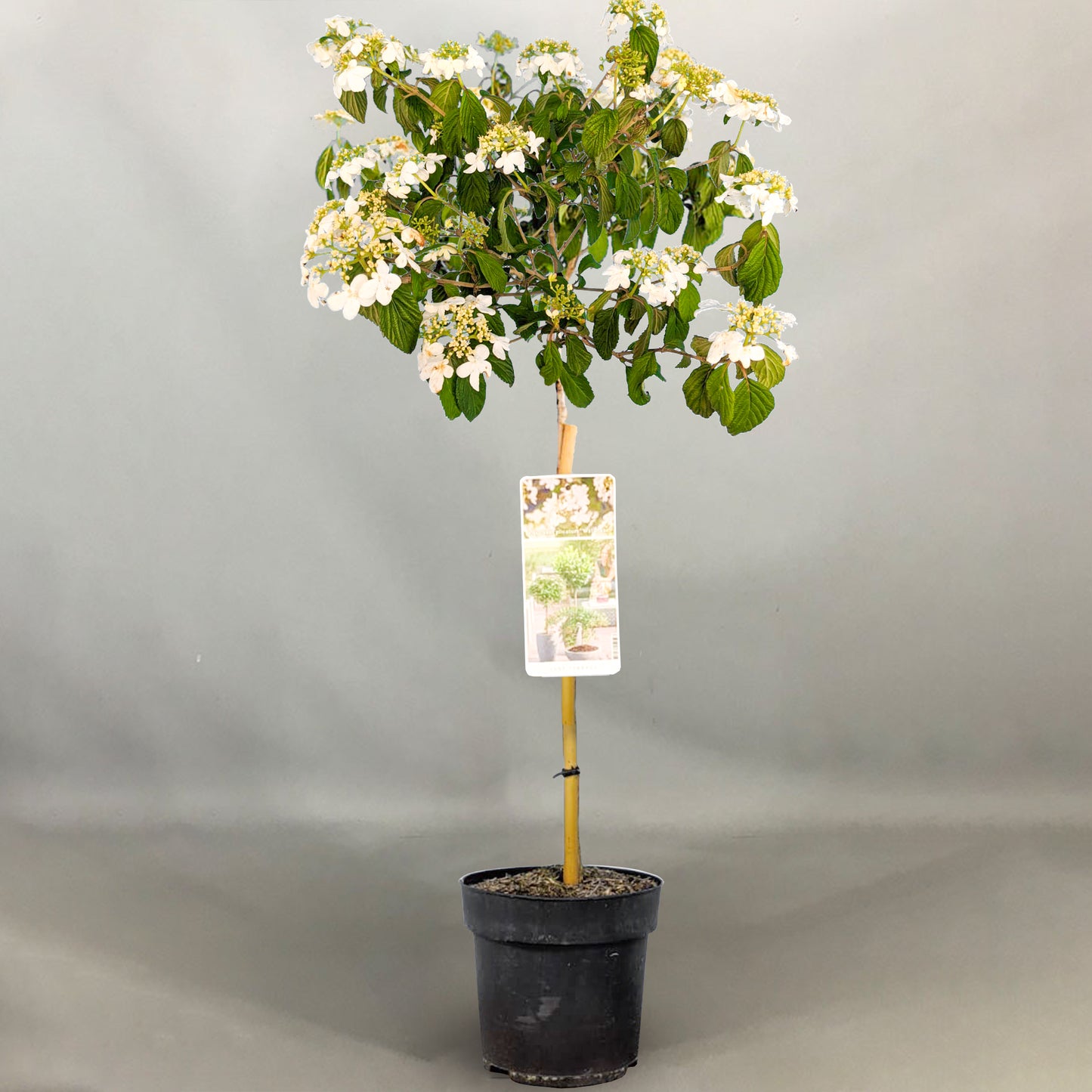 Viburnum Watanabe Tree