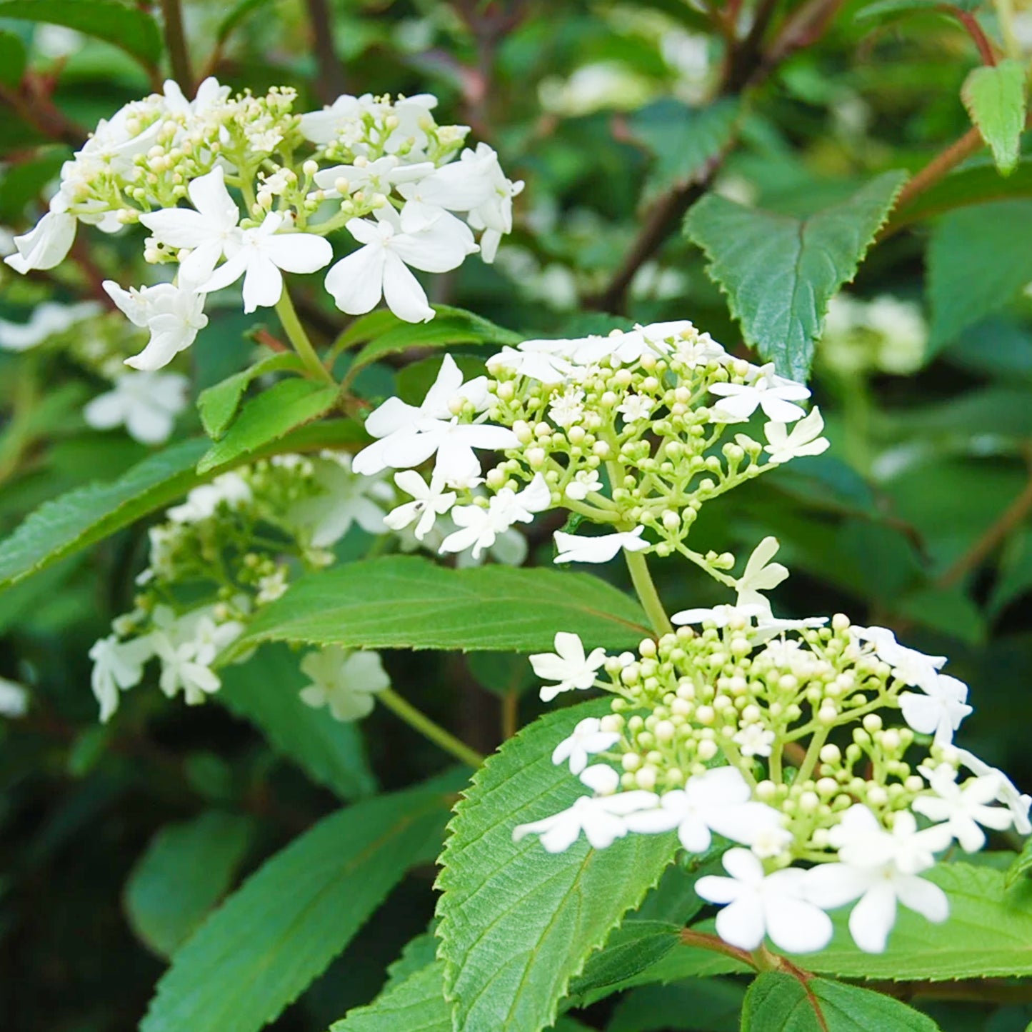 Viburnum Watanabe Tree