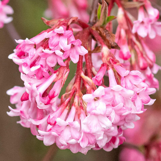 Viburnum Charles Lamont