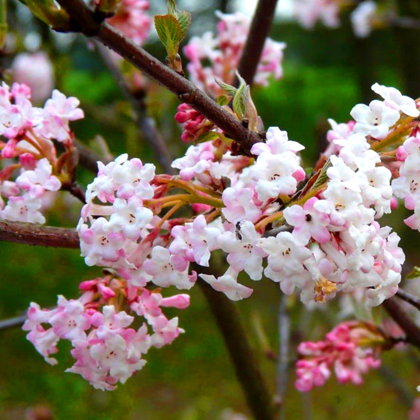 Viburnum Charles Lamont