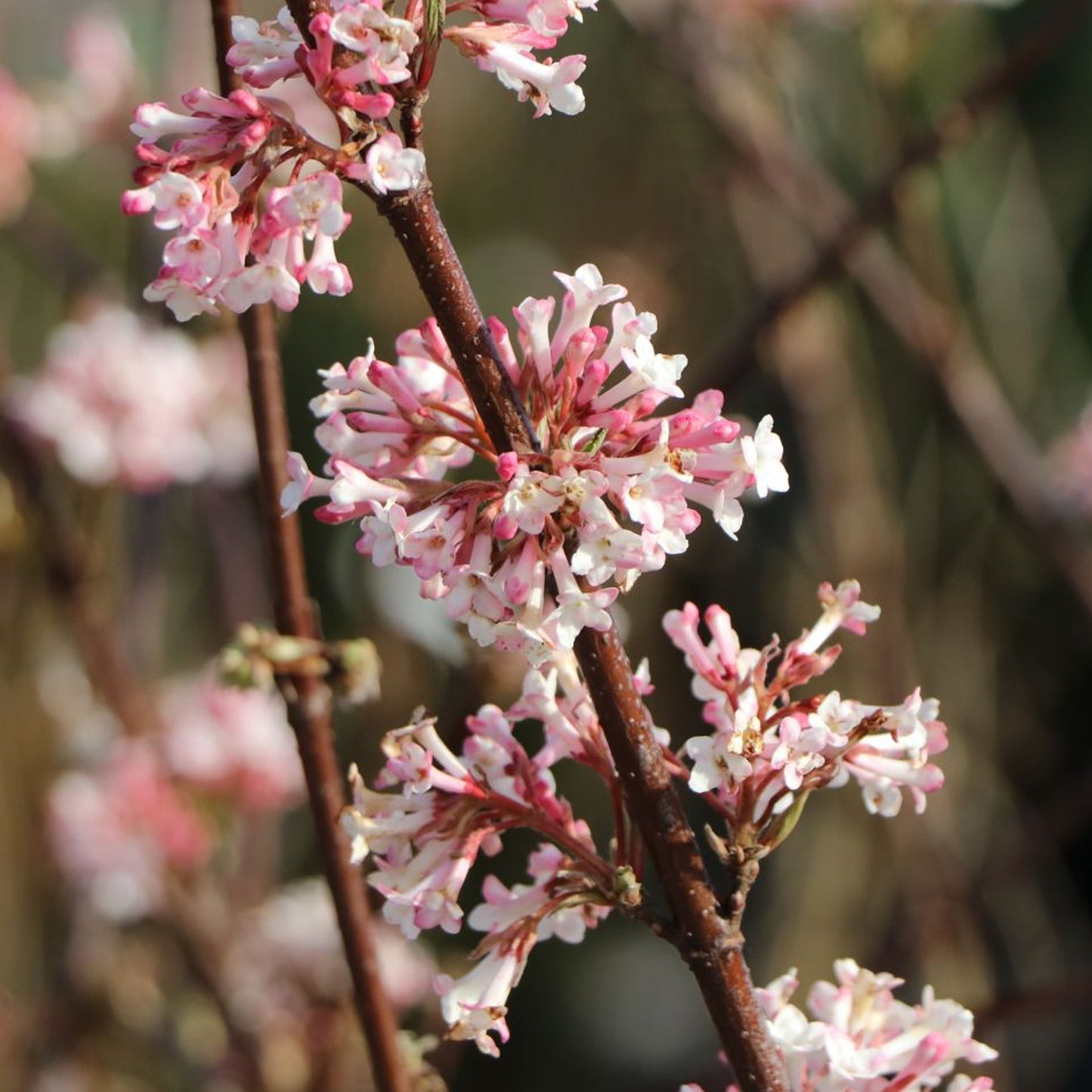 Viburnum Charles Lamont