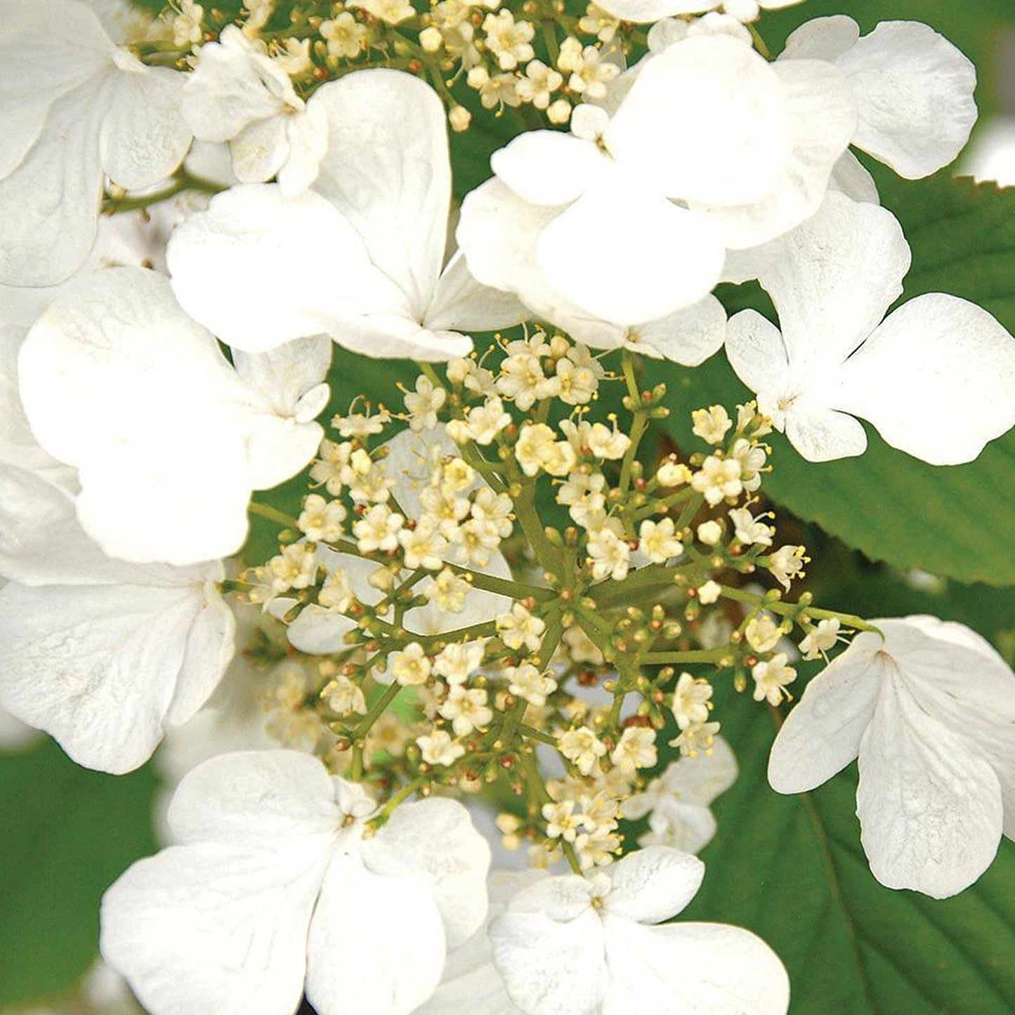 Viburnum Kilimanjaro Sunrise