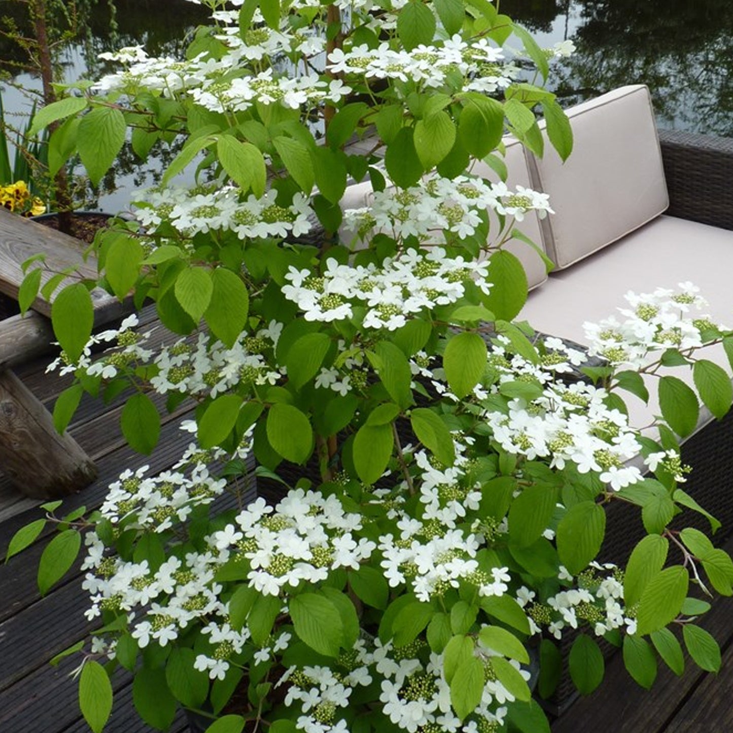 Viburnum Kilimanjaro Sunrise