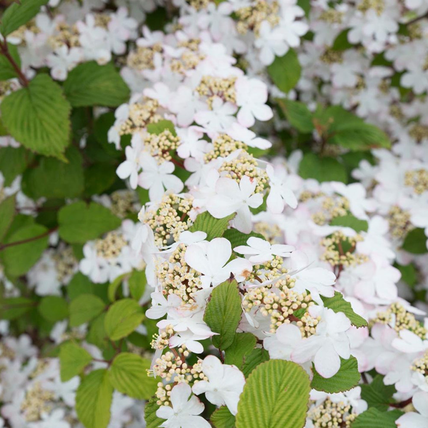 Viburnum Kilimanjaro Sunrise