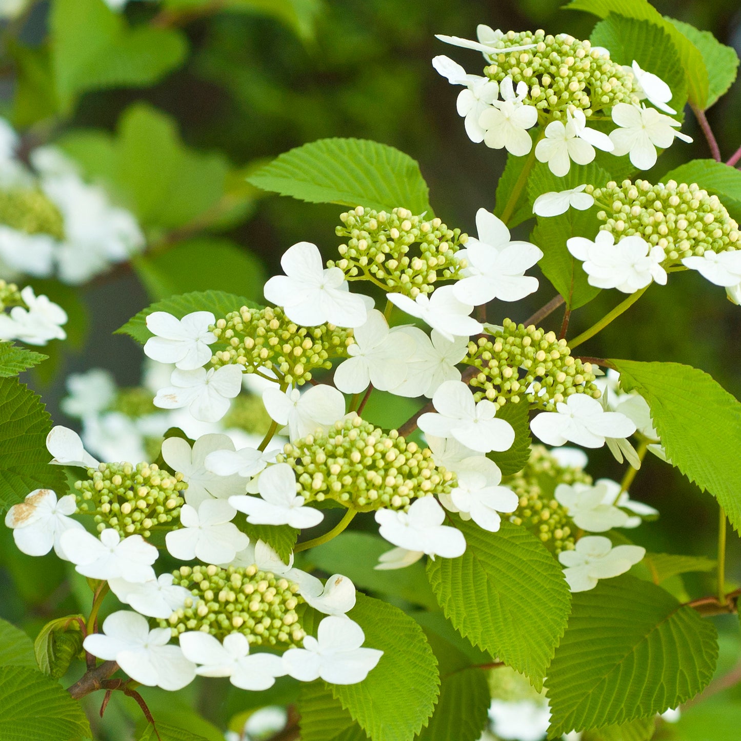 Viburnum Kilimanjaro Sunrise