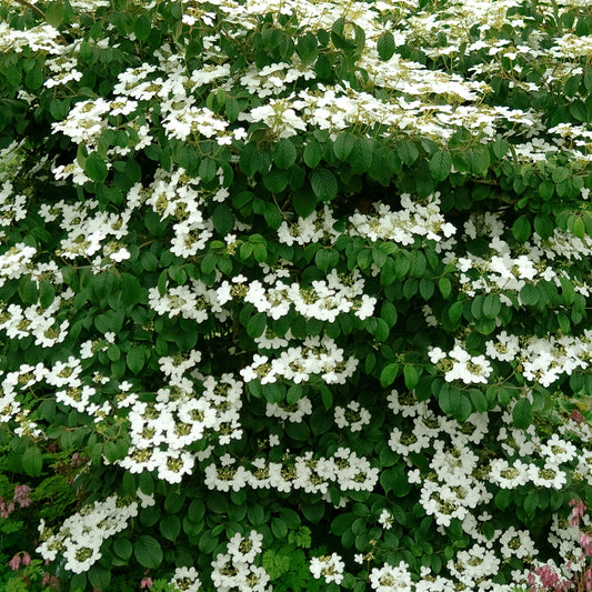 Viburnum Mariesii