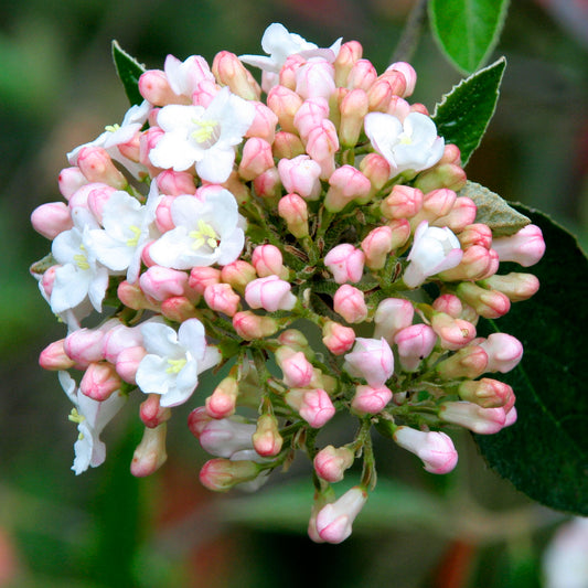 Viburnum Park Farm Hybrid