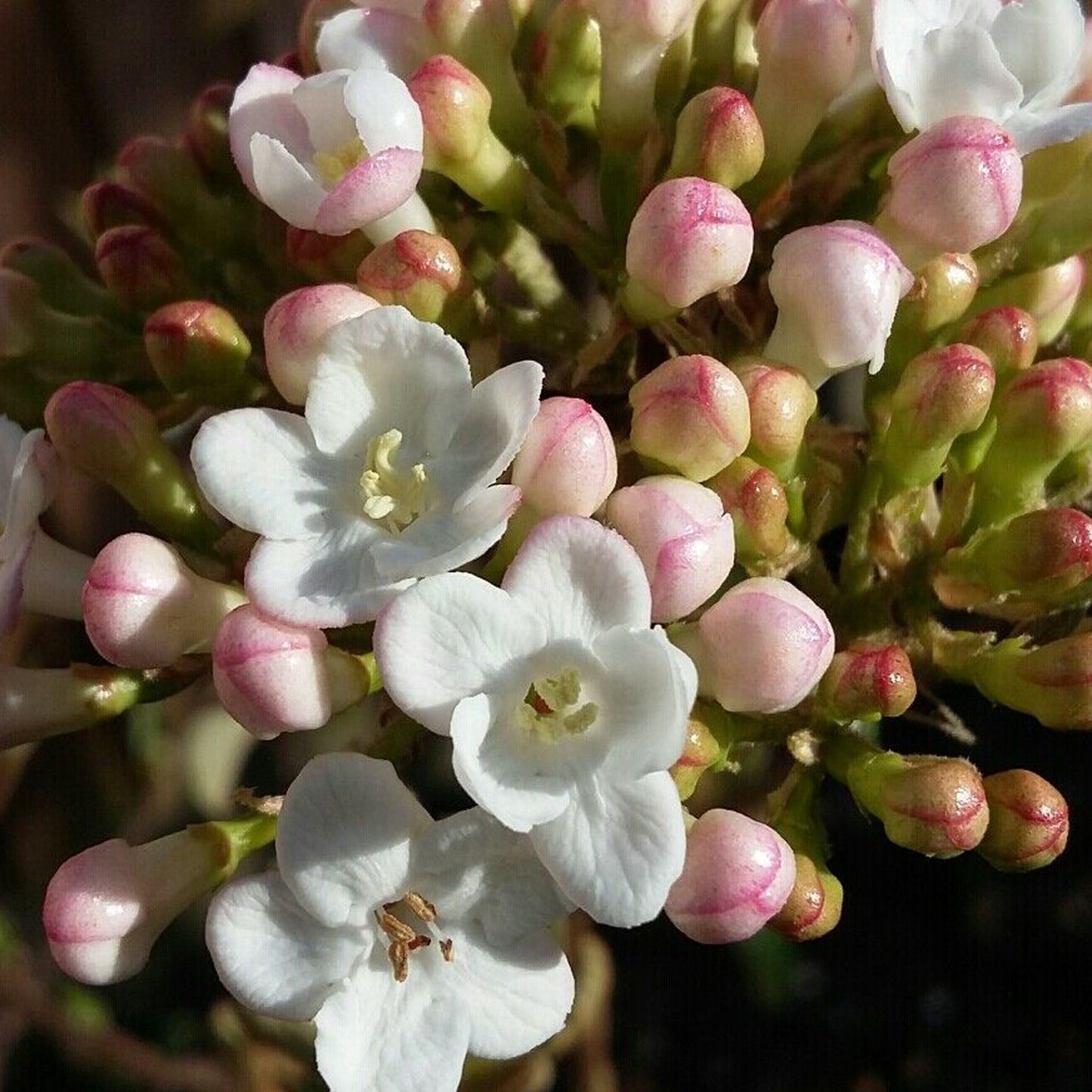 Viburnum Park Farm Hybrid