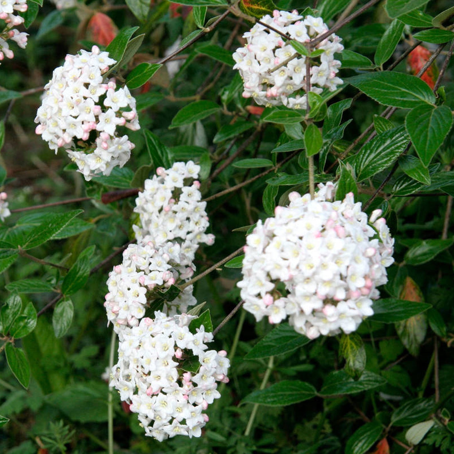 Viburnum Park Farm Hybrid