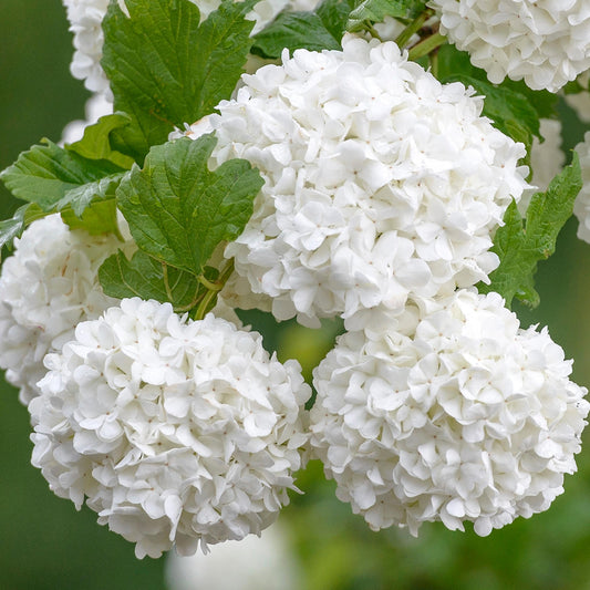 Viburnum Roseum