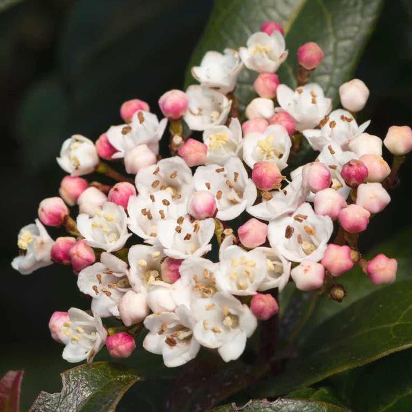 Viburnum Lisarose